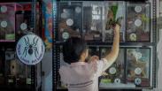 Perempuan Bandung Ini Pelihara 1.800 Ekor Tarantula