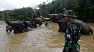 Prajurit TNI Dibantu Kawanan Gajah Patroli di Hutan Ulue Masen Aceh