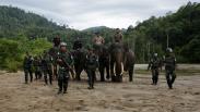 Prajurit TNI Dibantu Kawanan Gajah Patroli di Hutan Ulue Masen Aceh