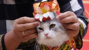 Kucing-Kucing Lucu Ini Ikuti Lomba Busana Adat Tradisional