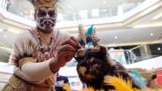 Kucing-Kucing Lucu Ini Ikuti Lomba Busana Adat Tradisional