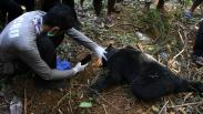 Evakuasi 2 Beruang Madu Terkena Jerat Babi di Aceh