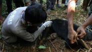 Evakuasi 2 Beruang Madu Terkena Jerat Babi di Aceh