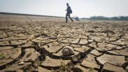 Waduk Botok Sragen Mengering, 2.488 Hektare Sawah Terancam Gagal Panen