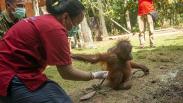 BKSDA Kalbar Evakuasi Orangutan dengan Kondisi Leher Terikat dari Rumah Warga