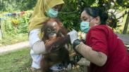 BKSDA Kalbar Evakuasi Orangutan dengan Kondisi Leher Terikat dari Rumah Warga