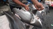 Nelayan Aceh Nekat Berburu Ikan Hiu Meskipun Dilarang