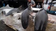 Nelayan Aceh Nekat Berburu Ikan Hiu Meskipun Dilarang