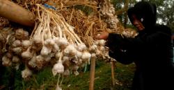 Kemendag Selidiki 8 Kontainer Bawang Putih yang Diduga Ilegal