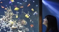 Tahun 2021, Indonesia Bakal Jadi Eksportir Ikan Hias Terbesar Dunia
