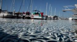 Susi Akui Ekspor Komoditas Perikanan Menurun