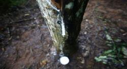 Pembatasan Ekspor Angkat Harga Karet Alam Dunia