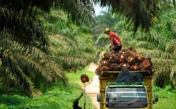 Sengkarut Lahan Adat