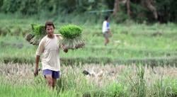 Upah Harian Buruh Tani Naik 1,03 Persen pada Januari 2019