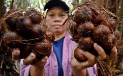 Indonesia Genjot Ekspor Buah Tropis ke Selandia Baru