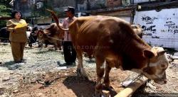 Pemerintah Siapkan Luwu Utara Garap Pembibitan Sapi Potong