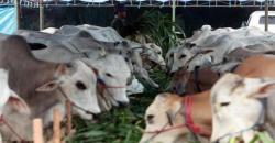 Kabupaten Badung Asuransikan Ratusan Ekor Sapi Betina