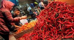 Cabai Mahal Tak Buat Petani Untung, Begini Penjelasannya