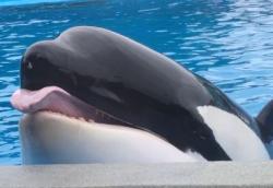 Ajaib, Paus Pembunuh Ini Bisa Bicara 'Hallo' dan 'Bye Bye'