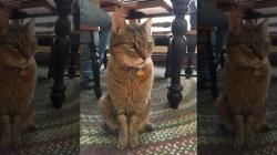 Hilang 10 Tahun, Kucing Ini Kembali Lagi ke Rumah