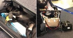 Seekor Anjing Ditemukan Mati di Kabin Pesawat United Airlines