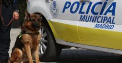 Anjing Pelacak di Madrid Diterapi 'Mozart Effect', Ini Alasannya