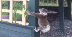 Kejam, Foto Koala Dipaku di Tiang Viral di Medsos