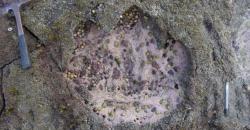 Puluhan Jejak Telapak Kaki Dinosaurus Ditemukan di Skotlandia