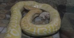 Dihujat, Kebun Binatang China Stop Jadikan Anak Anjing Makanan Piton