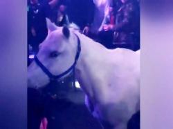 Gempar, Seekor Kuda Putih Nyelonong Masuk ke Kelab Malam di AS