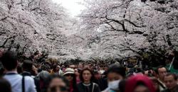 Tahun Ini Bunga Sakura Mekar Lebih Awal di Jepang, Ini Waktunya