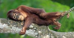 Miris, 100.000 Orangutan Terbunuh di Kalimantan Selama 16 Tahun