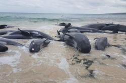 Miris, Lebih dari 150 Paus Mati Terdampar di Pantai Australia