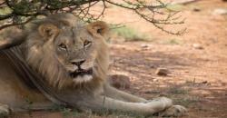 Perempuan Muda di Afsel Tewas Diserang Singa