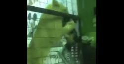 Viral, Singa Serang Anak Gadis di Saudi karena Jepit Rambut Kupu-Kupu