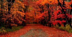 Indahnya Warna-Warni Daun di Australia saat Musim Gugur