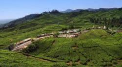 Rekomendasi Spot Paling Sejuk di Puncak, Selain Kebun Teh