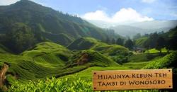 Pilihan Wisata di Wonosobo, Asyiknya Lihat Pemandangan Kebun Teh