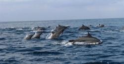Wisata Pantai di Teluk Kiluan, Lihat Lumba-Lumba Menari