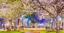 Spot Terbaik Lihat Sakura Bukan di Jepang, Ternyata Ada di Kota Ini