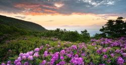 4 Keindahan Ini Ada di AS, Bunga Sakura dan Tulip Terlihat Menawan