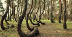 Terindah di Dunia, Ini Penampakan Hutan Bengkok Misterius Polandia