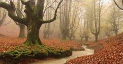 6 Pilihan Wisata Hutan, Sequoia Miliki Pohon Raksasa Usia 2200 Tahun