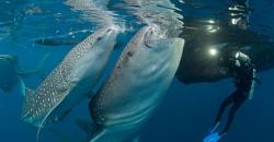 Mendebarkan, Menyelam Bersama Hiu di Teluk Cenderawasih Papua