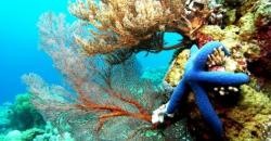 Underwater Terbaik 3 Dunia, Takabonerate Sulawesi Miliki Sumur Ikan