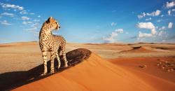 Wisata Gurun Gobi, Jelajahi Flaming Cliffs Lihat Fosil Dinosaurus