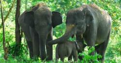 Serunya Travelling di Way Kambas, Menunggangi Gajah hingga Berkemah