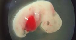 Ilmuwan Ciptakan Hibrida Manusia-Domba, Ini Detailnya