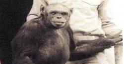 Ilmuwan AS Klaim Hibrida Simpanse-Manusia Pernah Dilahirkan