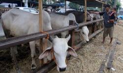 Alasan Sandi Meminta Lapangan Pacu Kuda Pulo Mas Steril Hewan Kurban